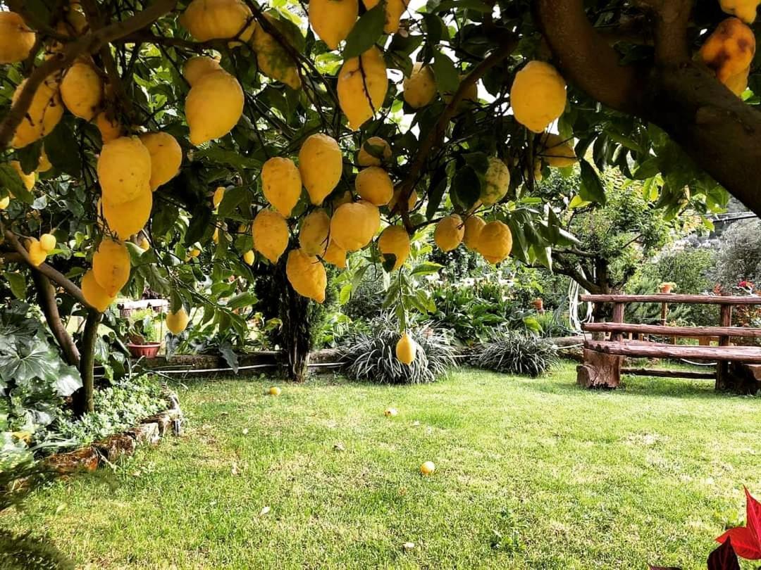 L'Angolo Di Campagna Piano di Sorrento Bagian luar foto